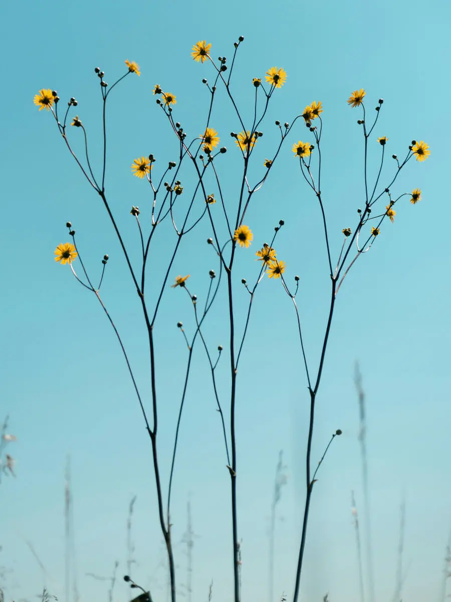 Background flowers